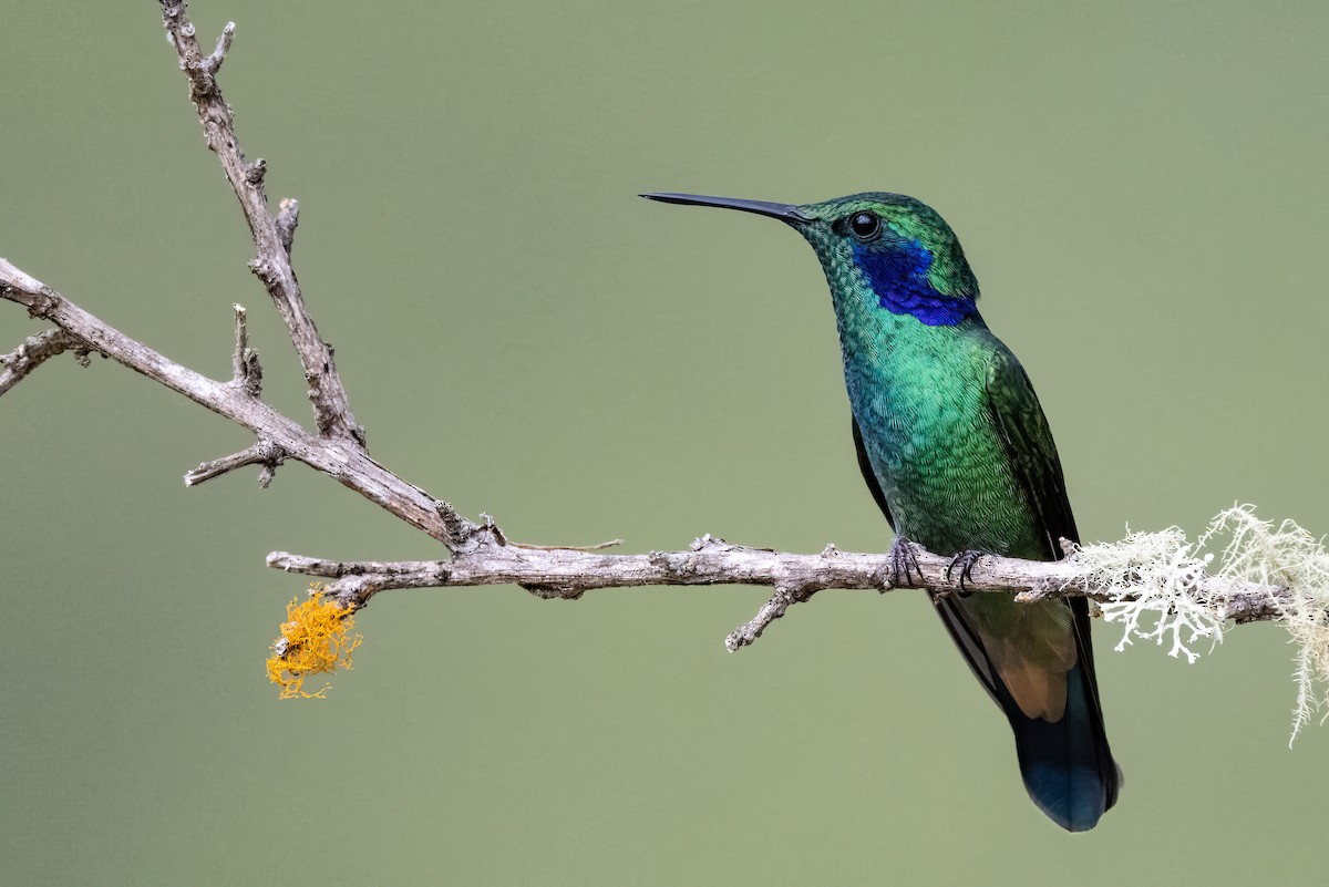 Colibrí Oreja Violeta Menor (andino) - ML623966991