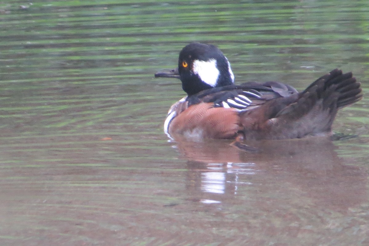 Hooded Merganser - ML623967026