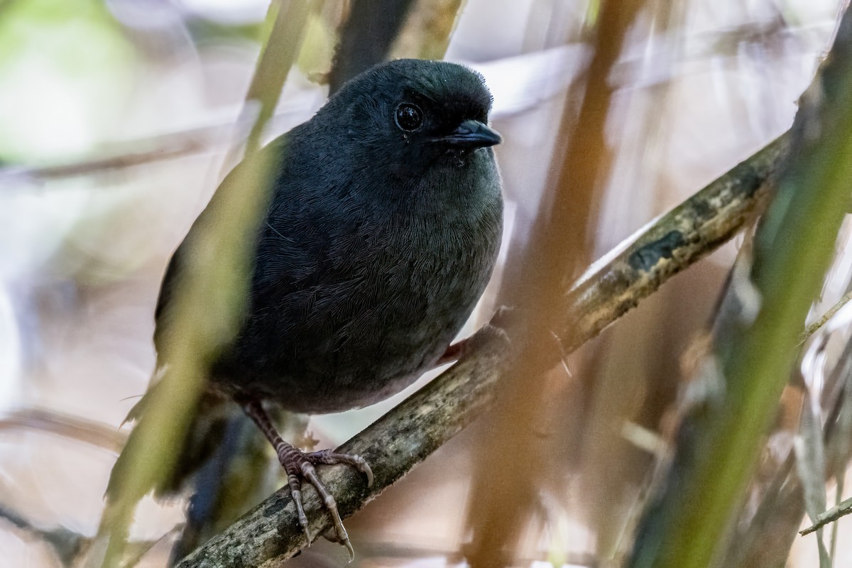 Utcubamba Tapaculo - ML623967053