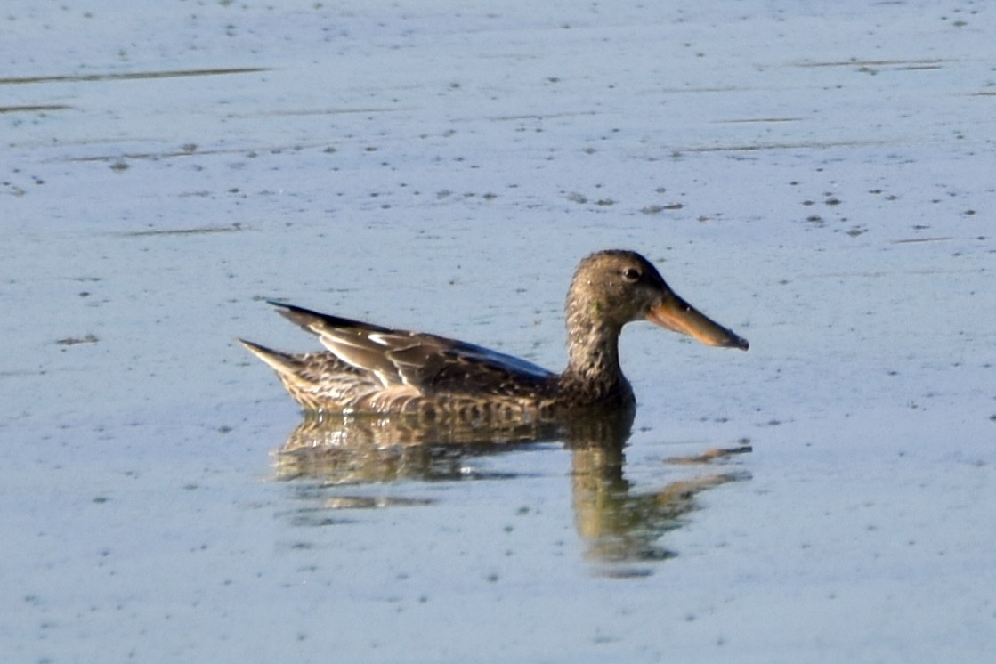 Northern Shoveler - Tobi Gagné