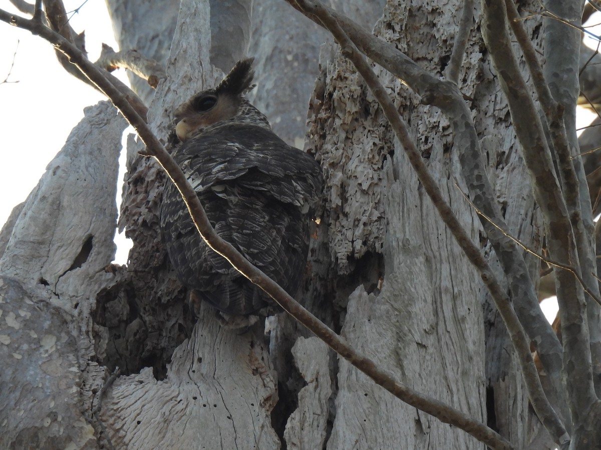 Spot-bellied Eagle-Owl - ML623967062