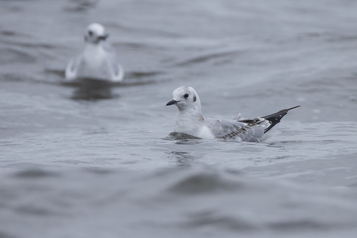 Bonaparte's Gull - ML623967085