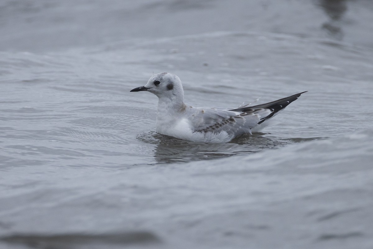 Bonaparte's Gull - ML623967086