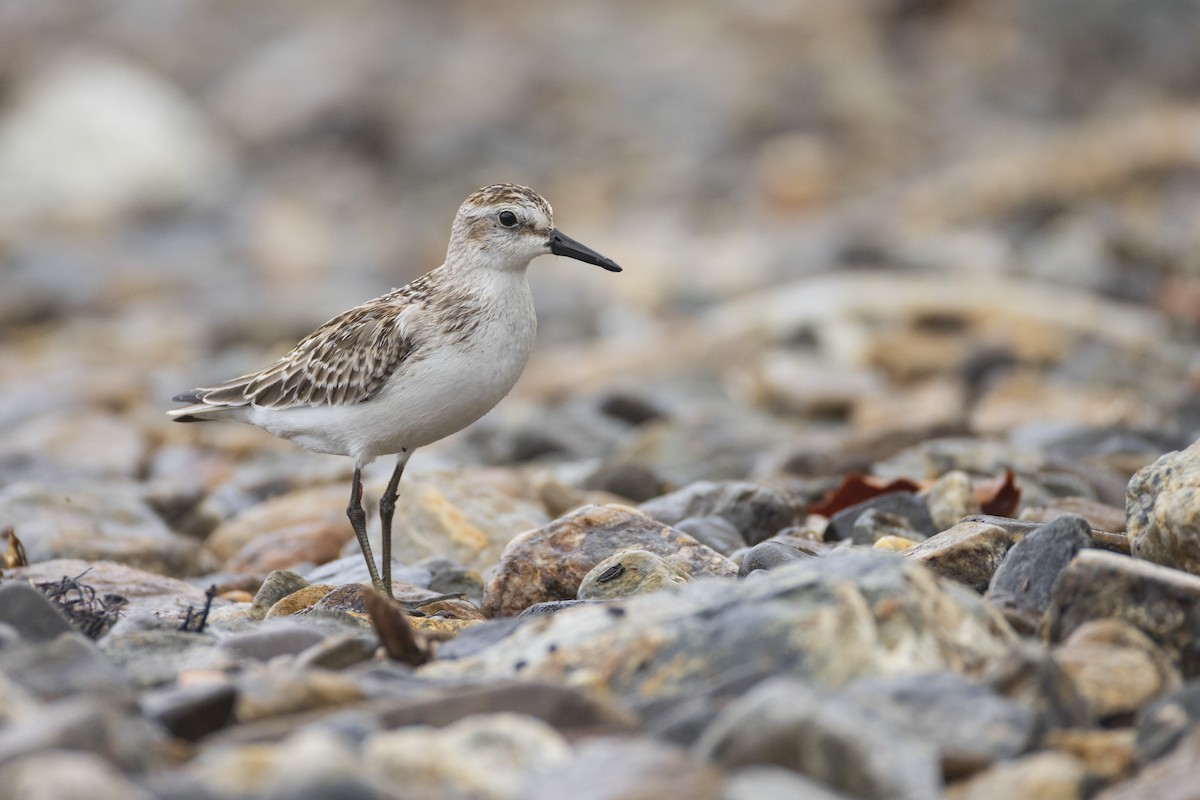 Least Sandpiper - ML623967088