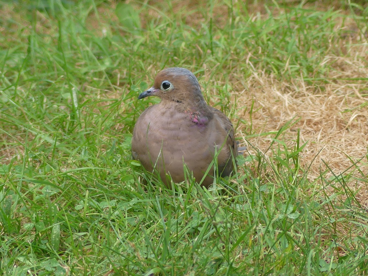 Mourning Dove - ML623967099