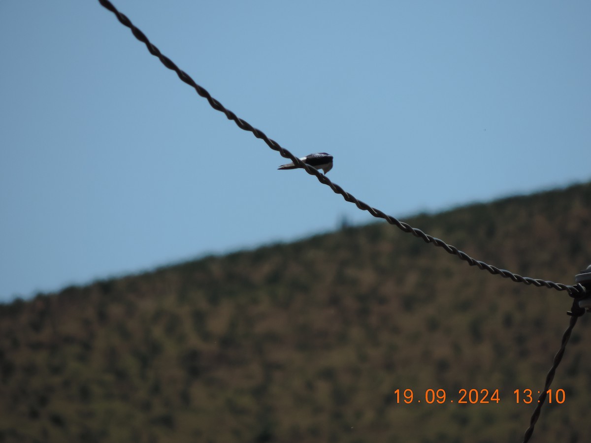 Chilean Swallow - Ignacio Ramírez