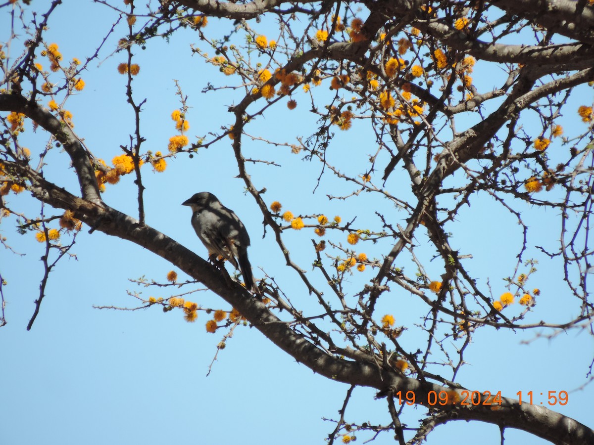 Diuca Finch - Ignacio Ramírez