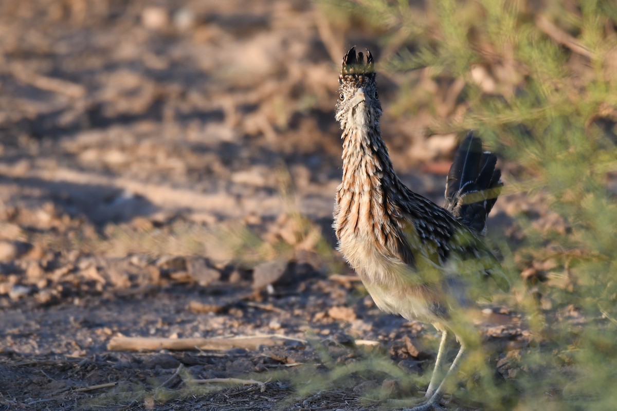 Greater Roadrunner - ML623967135