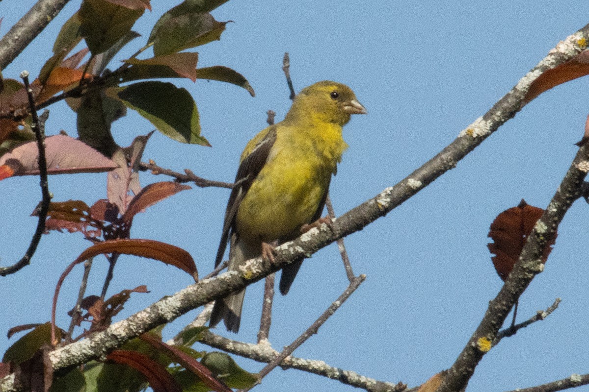 American Goldfinch - ML623967140