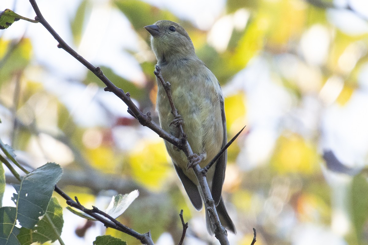 American Goldfinch - ML623967141