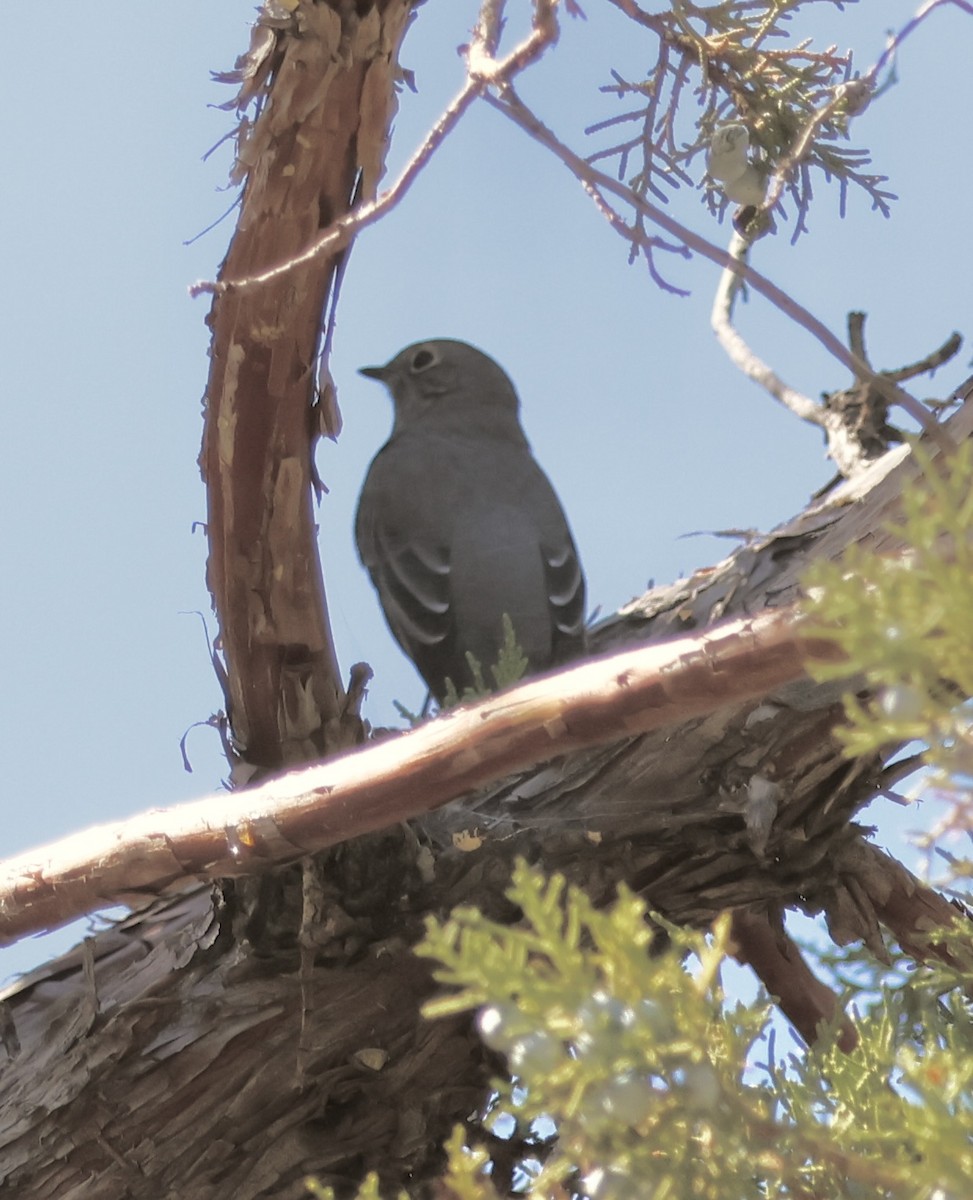 Townsend's Solitaire - ML623967143