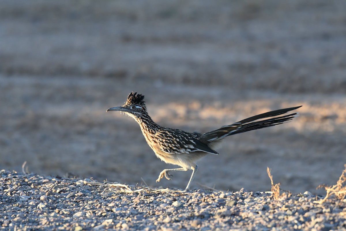 Greater Roadrunner - ML623967144