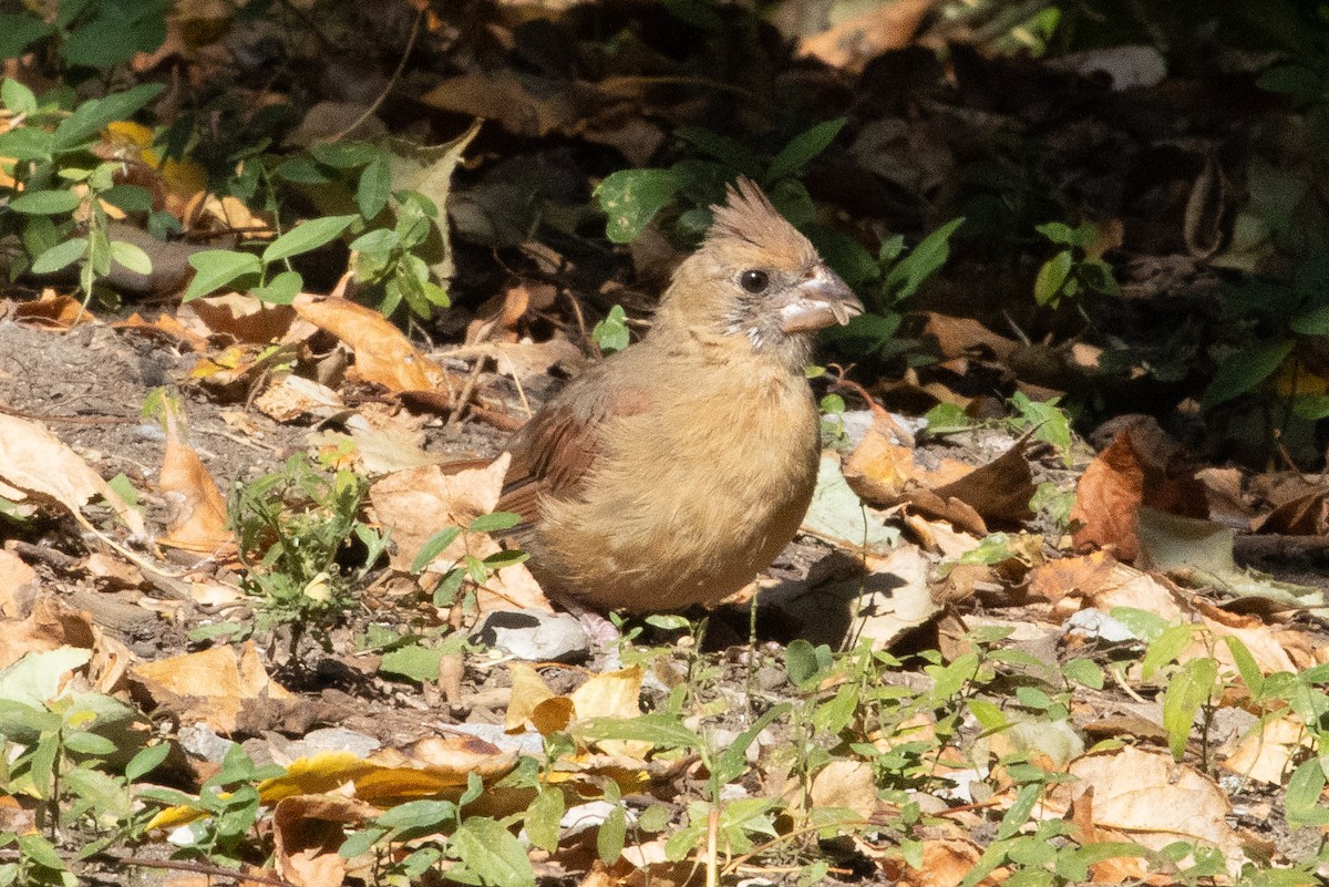 Northern Cardinal - ML623967147