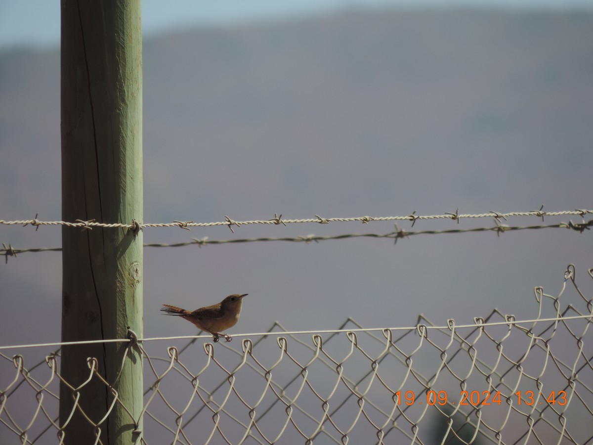 House Wren - Ignacio Ramírez