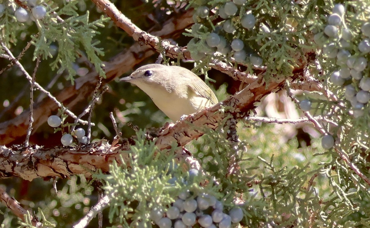 Vireo Gorjeador - ML623967156