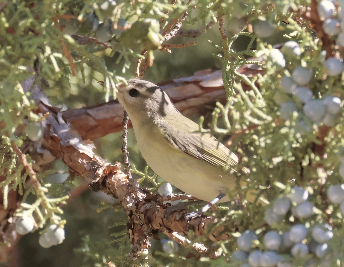 Vireo Gorjeador - ML623967175