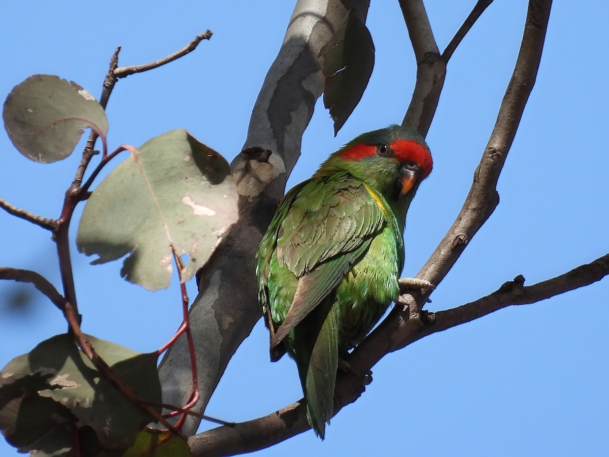 Musk Lorikeet - Robert Boehm