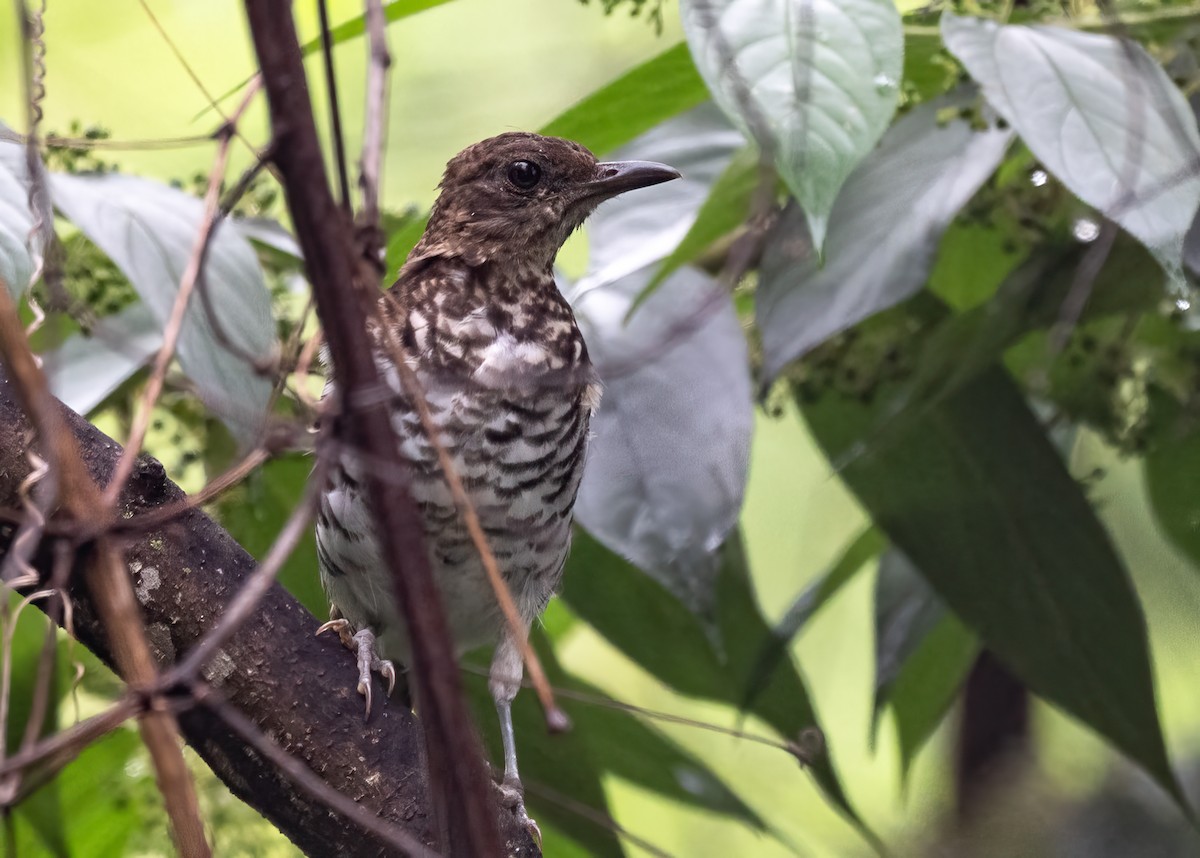 Marañon Thrush - ML623967210