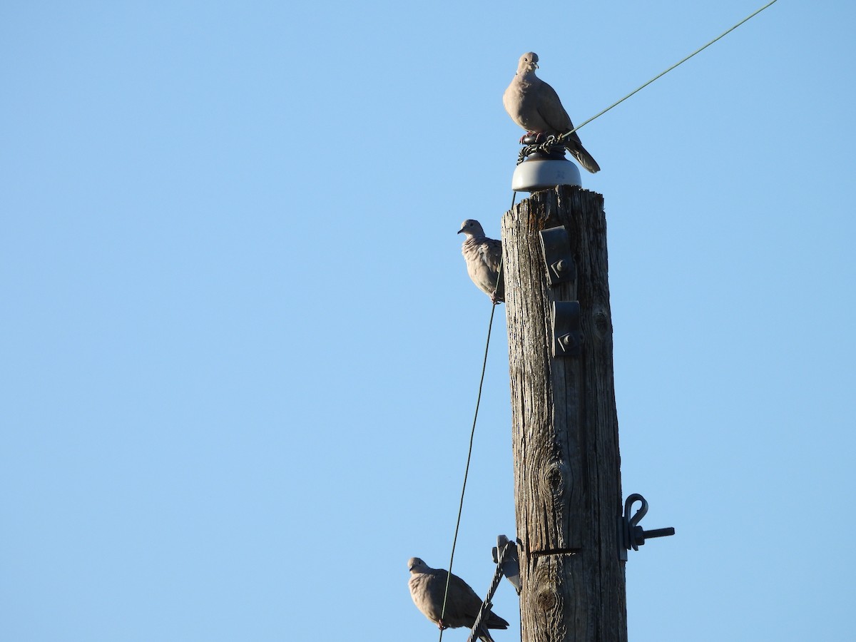 Eurasian Collared-Dove - ML623967240