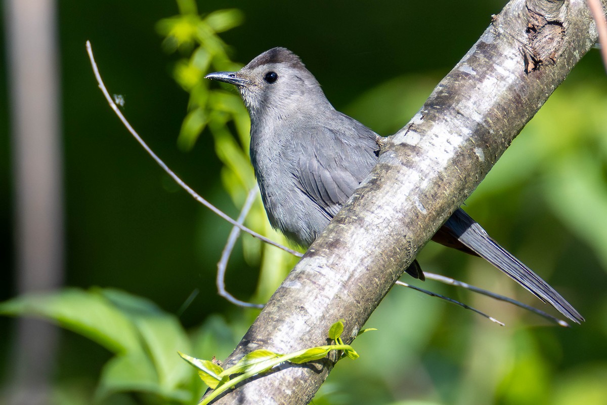 Gray Catbird - ML623967244