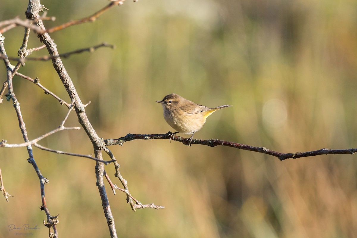 Palm Warbler (Western) - Dave Brooke