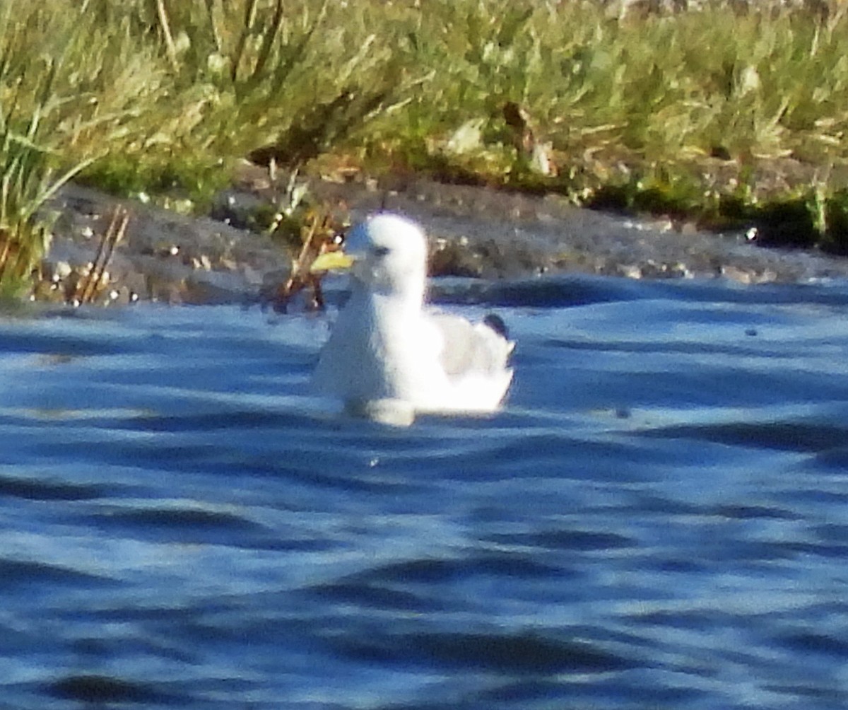 Gaviota Tridáctila - ML623967273