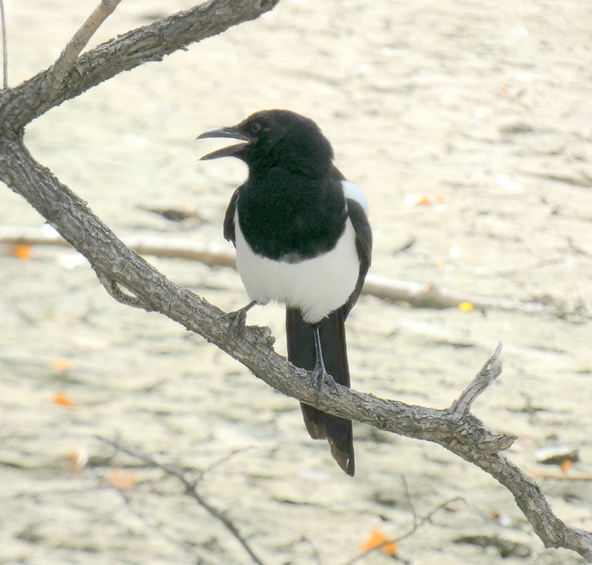 Black-billed Magpie - ML623967315