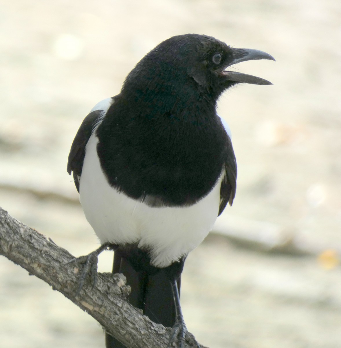 Black-billed Magpie - ML623967316