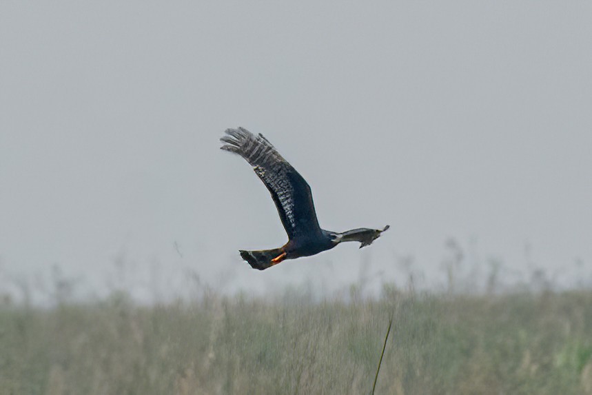 Aguilucho de Azara - ML623967392