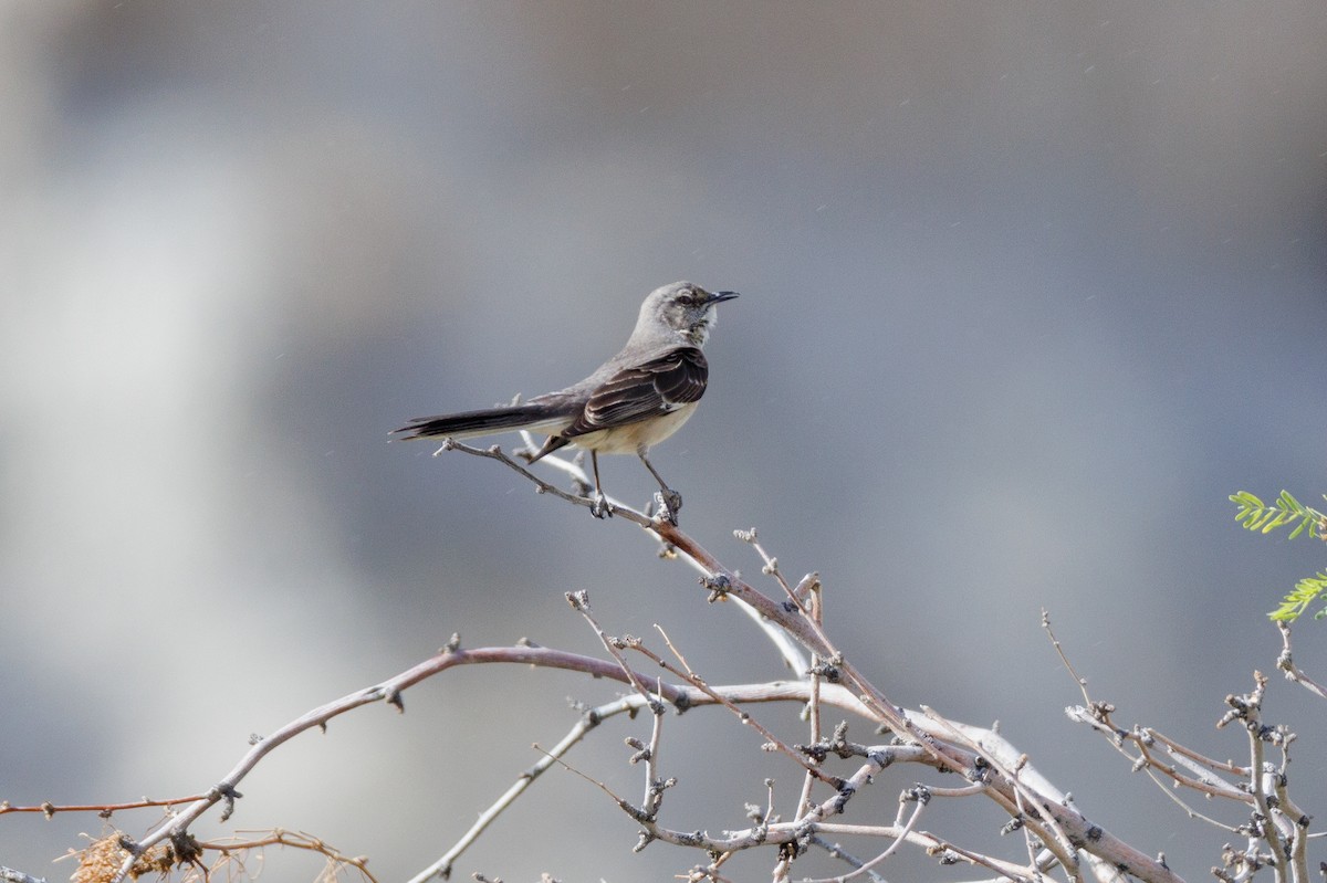 Northern Mockingbird - André Turcot