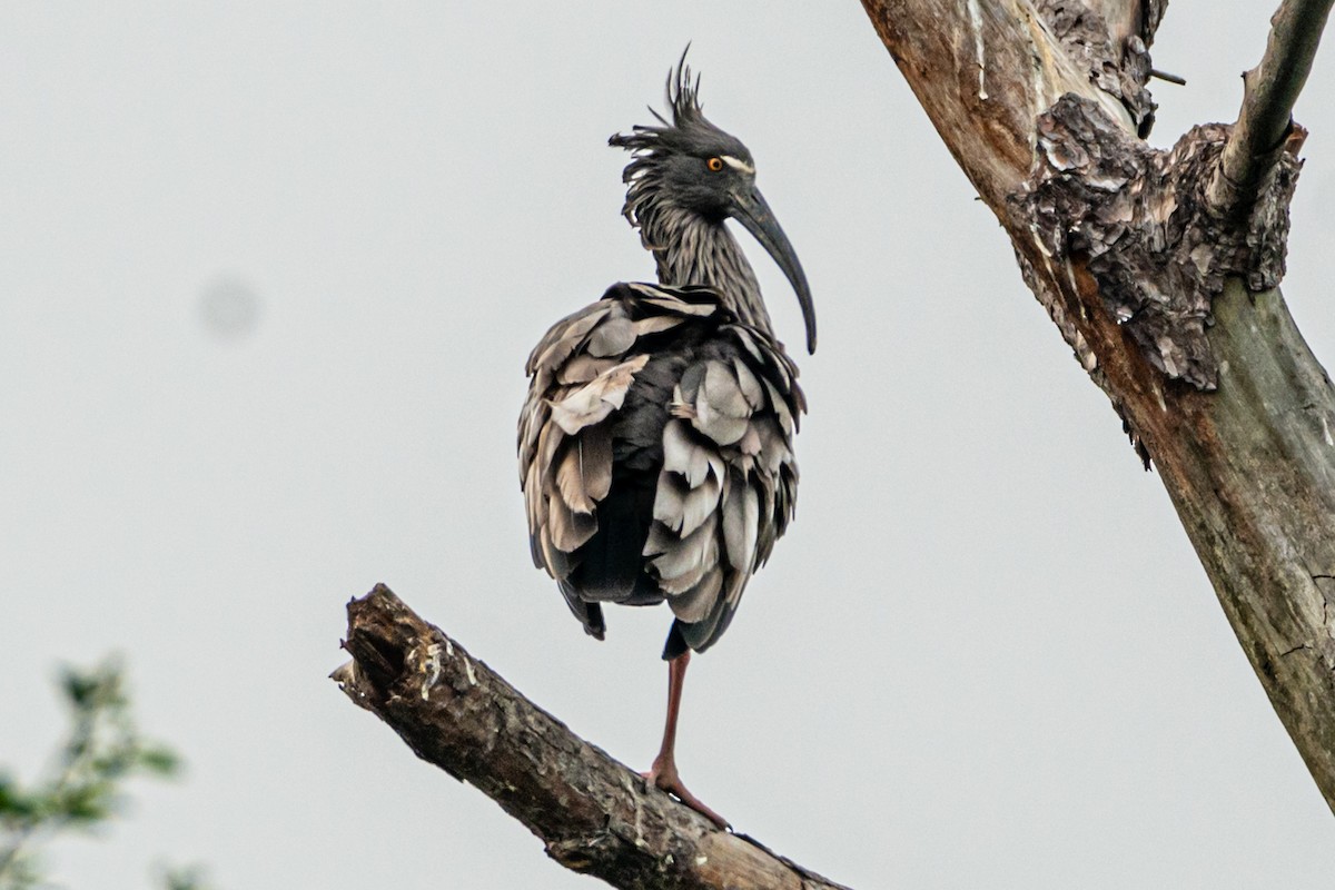 Plumbeous Ibis - ML623967437