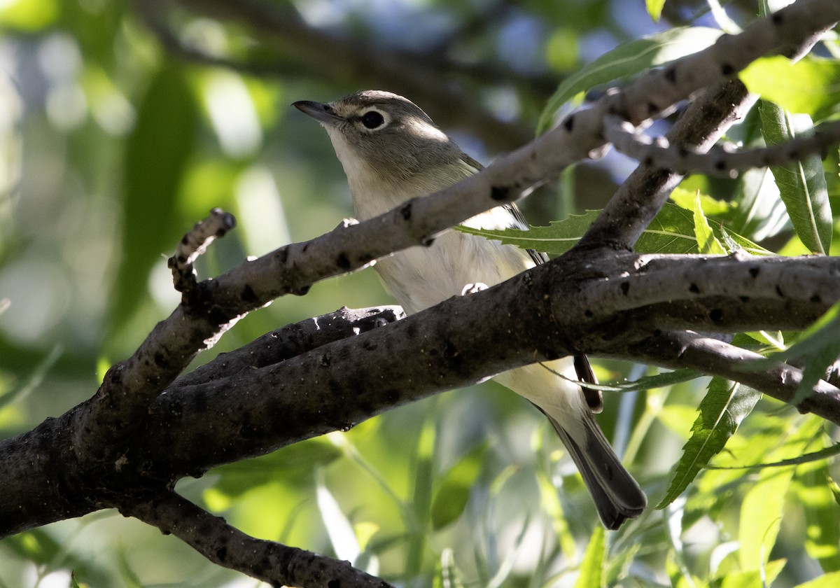 Cassin's Vireo - ML623967462