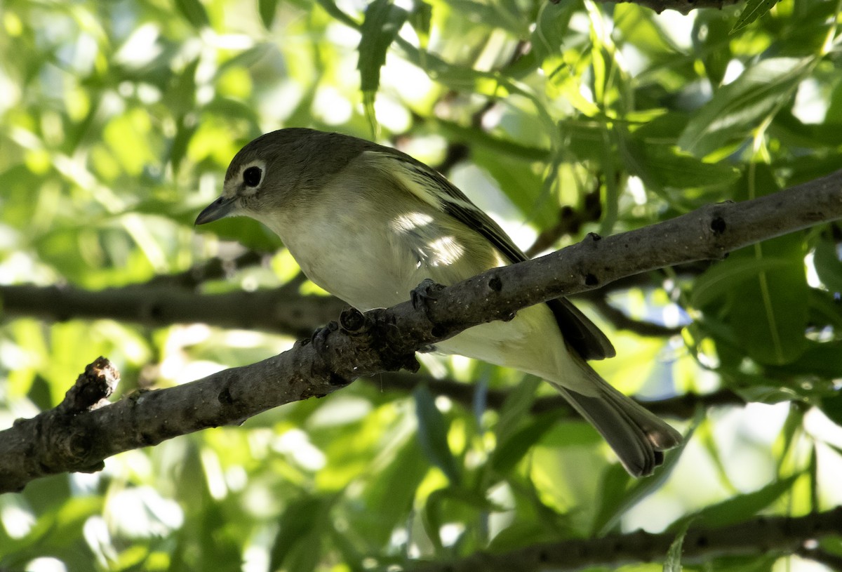 Cassin's Vireo - ML623967463