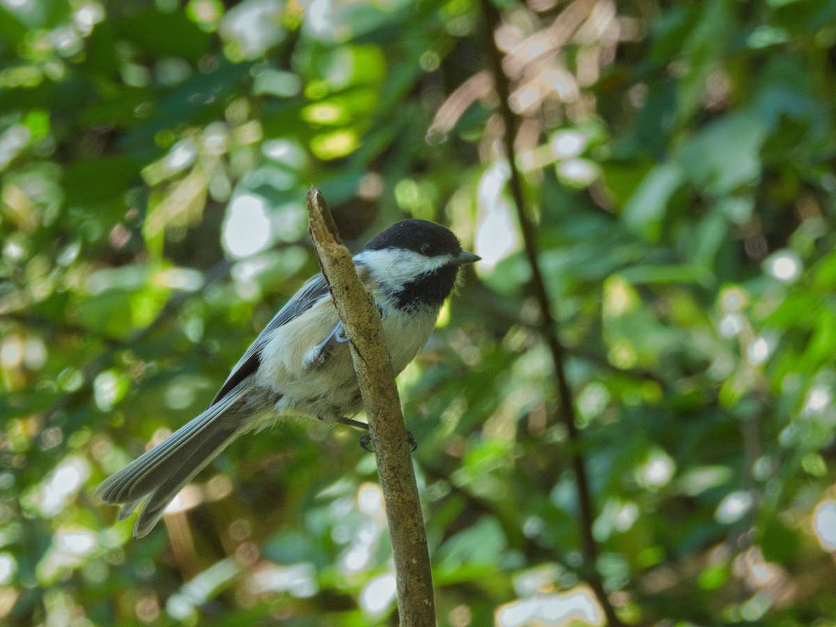 Black-capped Chickadee - ML623967465