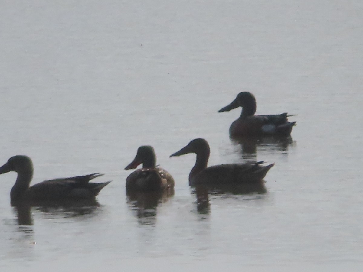 Northern Shoveler - ML623967517