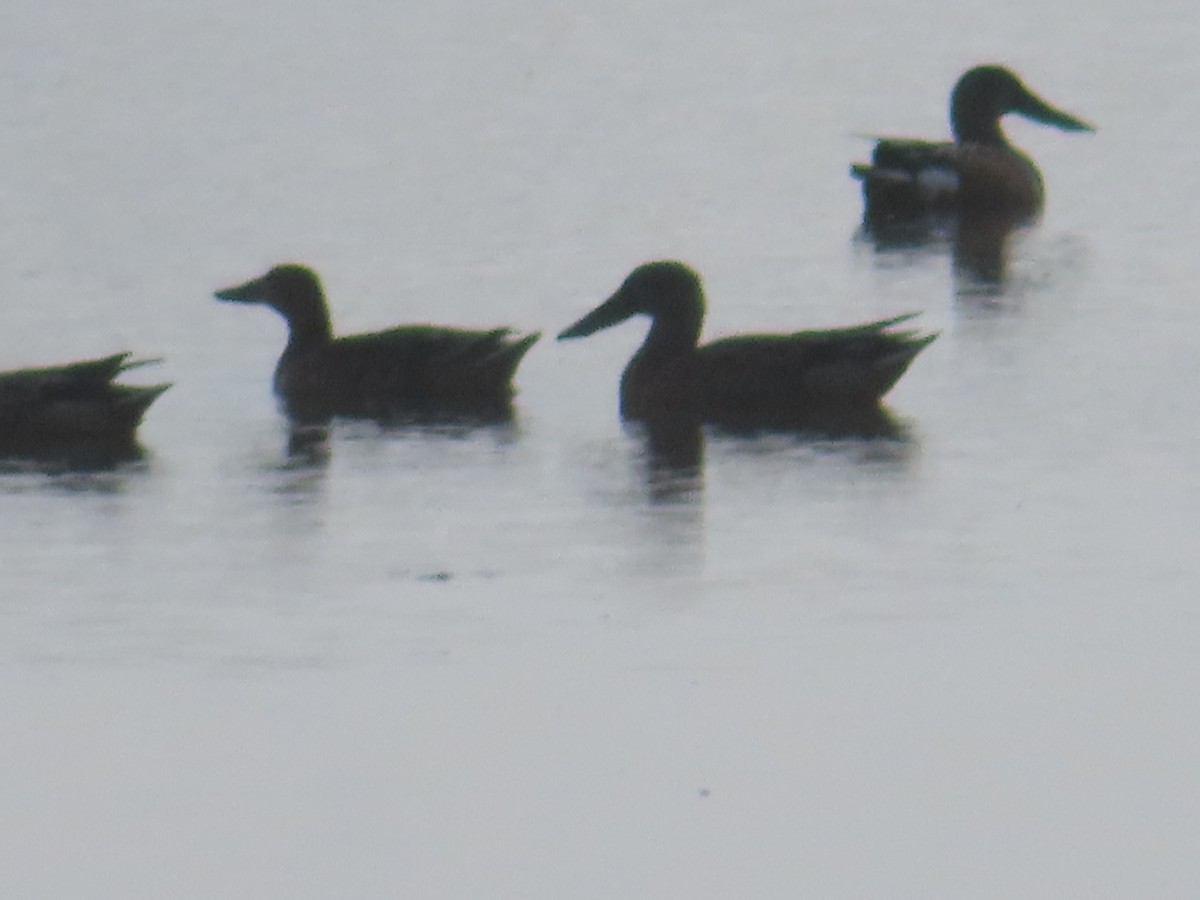 Northern Shoveler - ML623967524