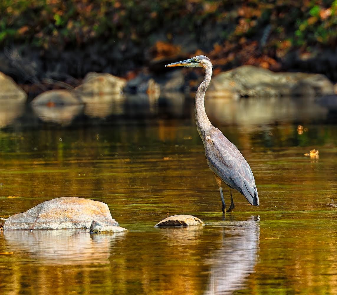 Great Blue Heron - ML623967570