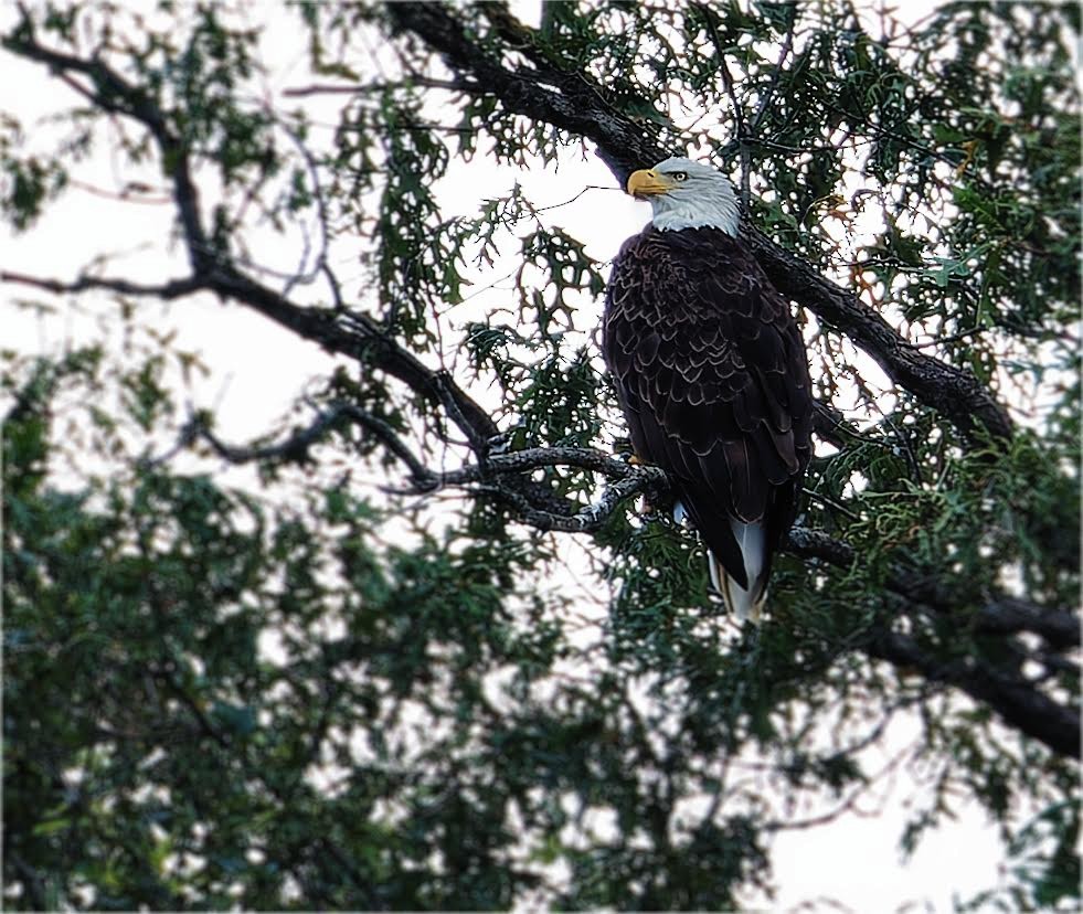 Bald Eagle - ML623967576