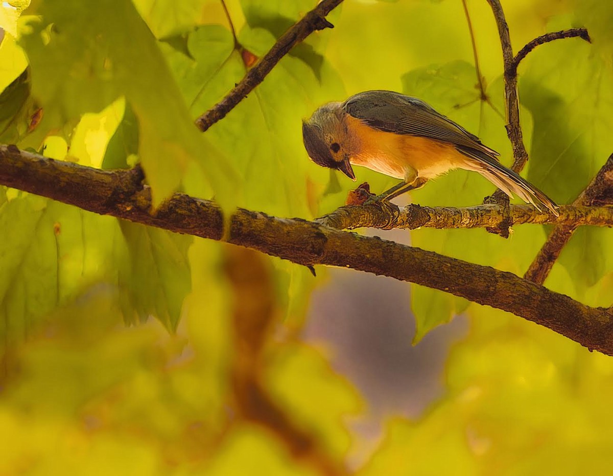 Tufted Titmouse - ML623967582