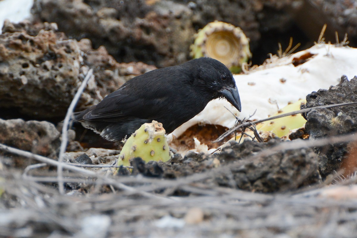 Common Cactus-Finch - ML623967602