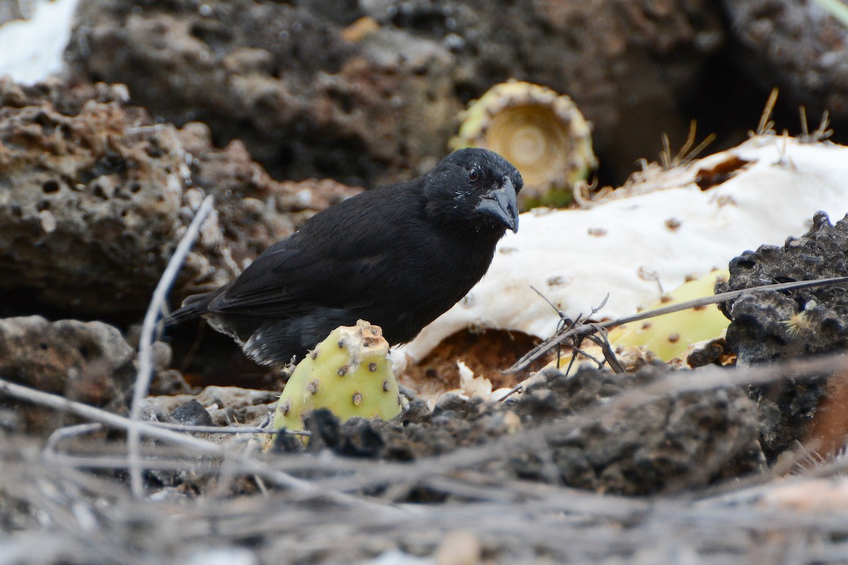 Common Cactus-Finch - ML623967603