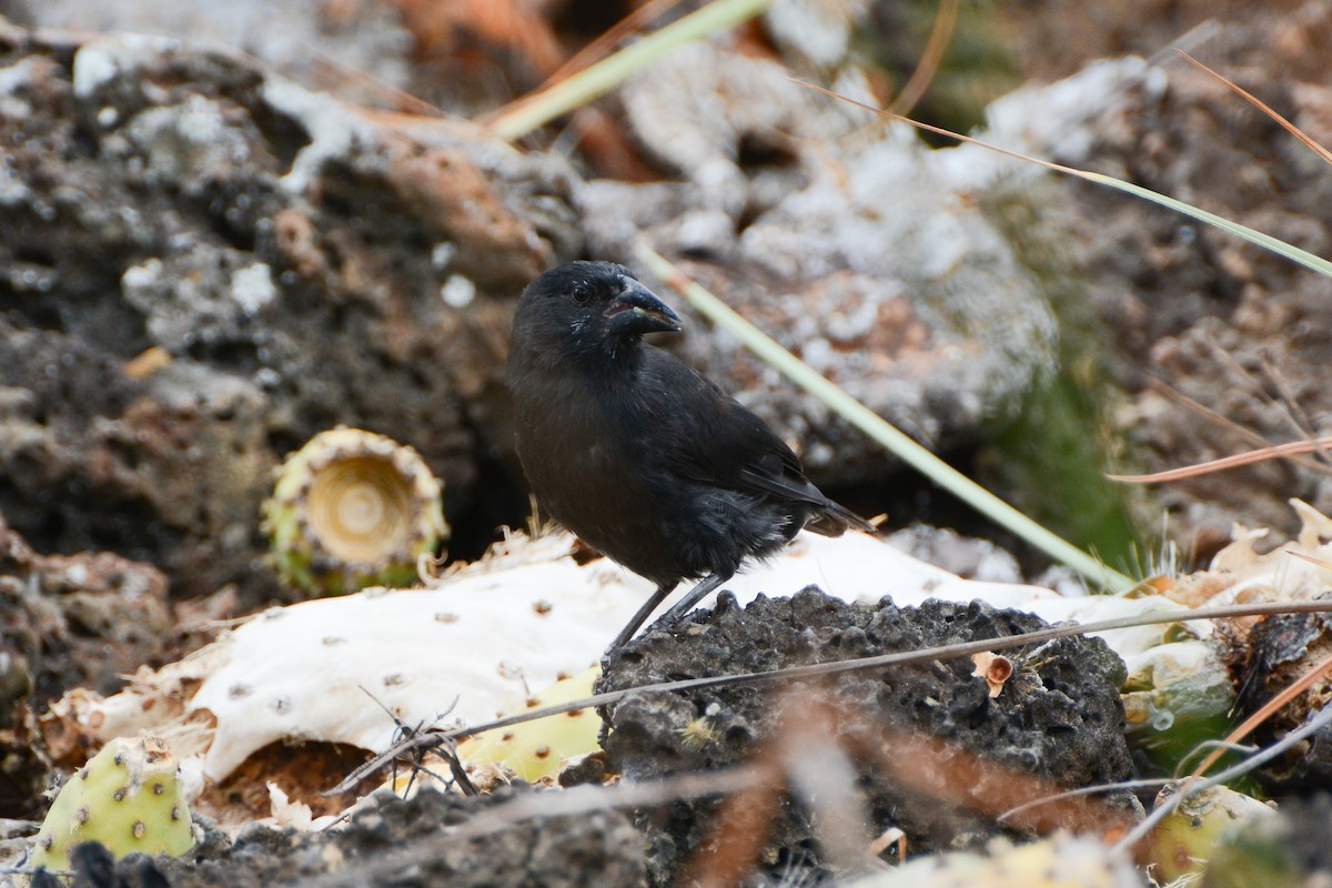 Common Cactus-Finch - David Jeffrey Ringer