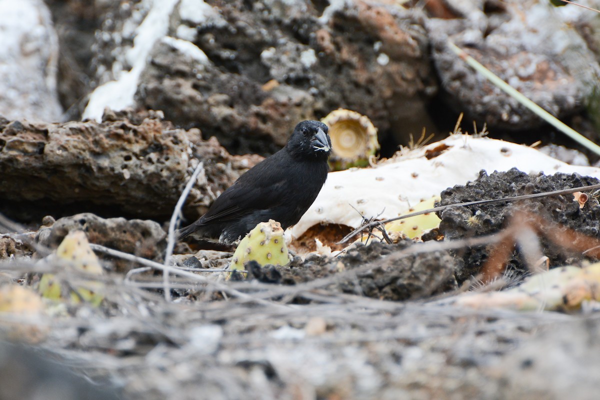 Common Cactus-Finch - ML623967605