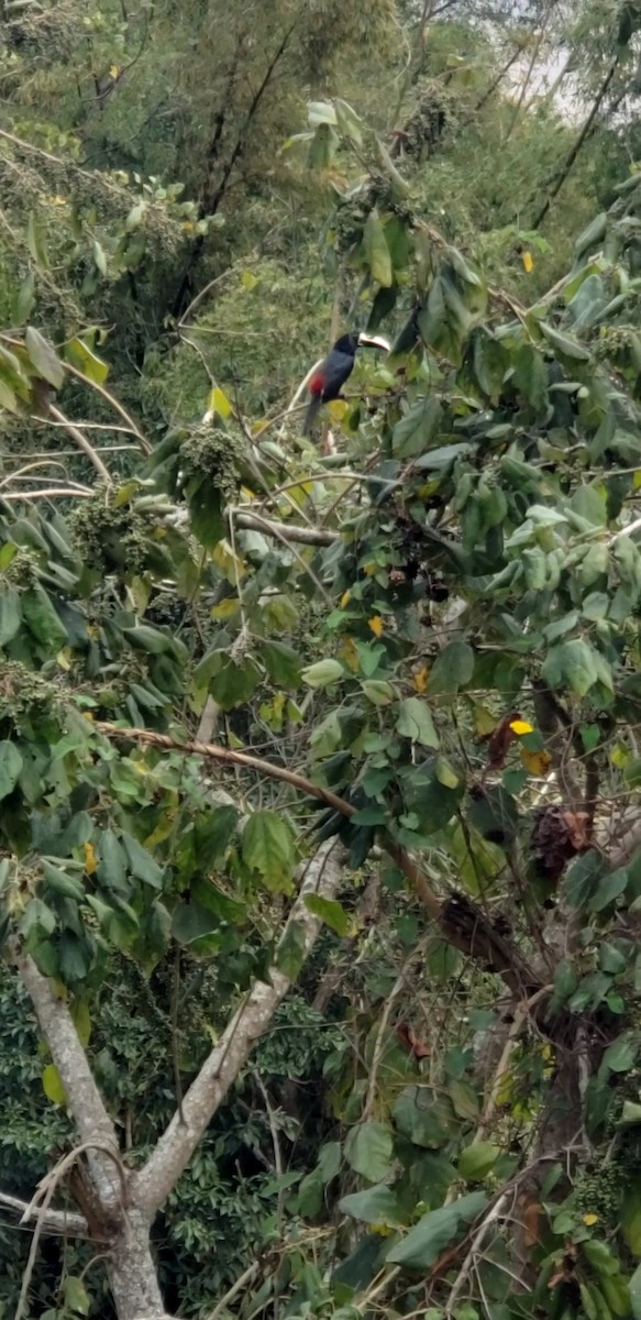 Black-necked Aracari - ML623967626