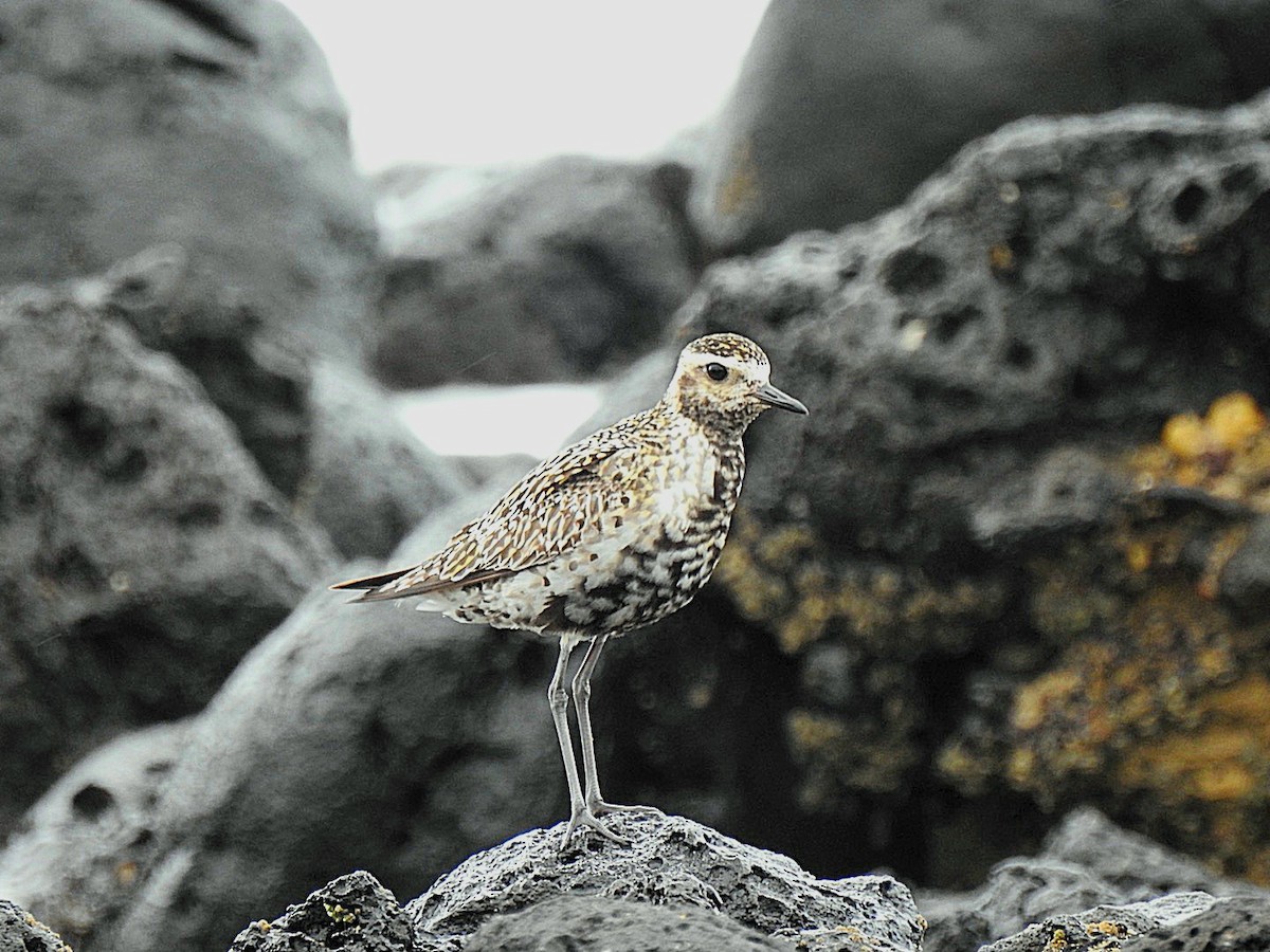 Pacific Golden-Plover - ML623967635