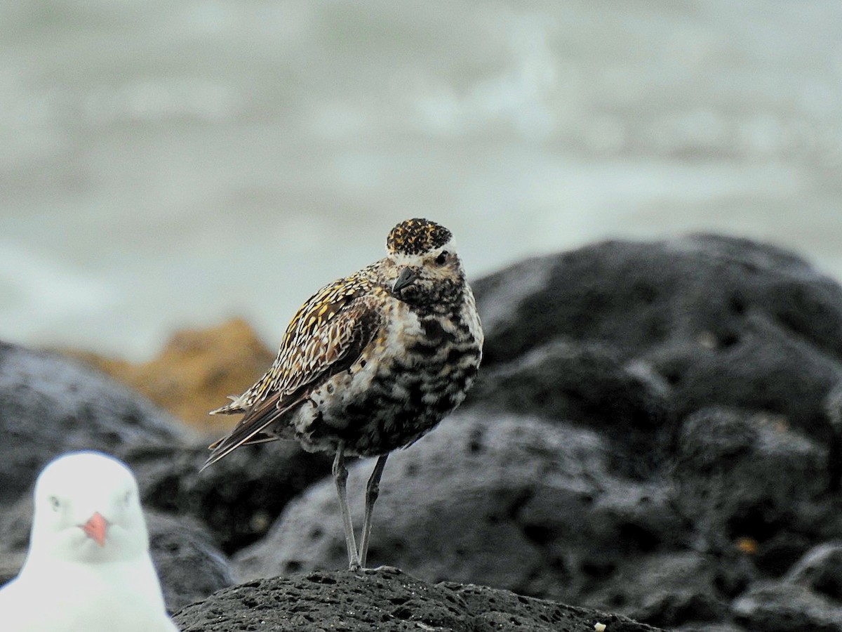 Pacific Golden-Plover - ML623967636