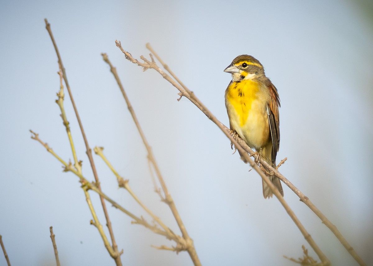 Dickcissel - ML623967639