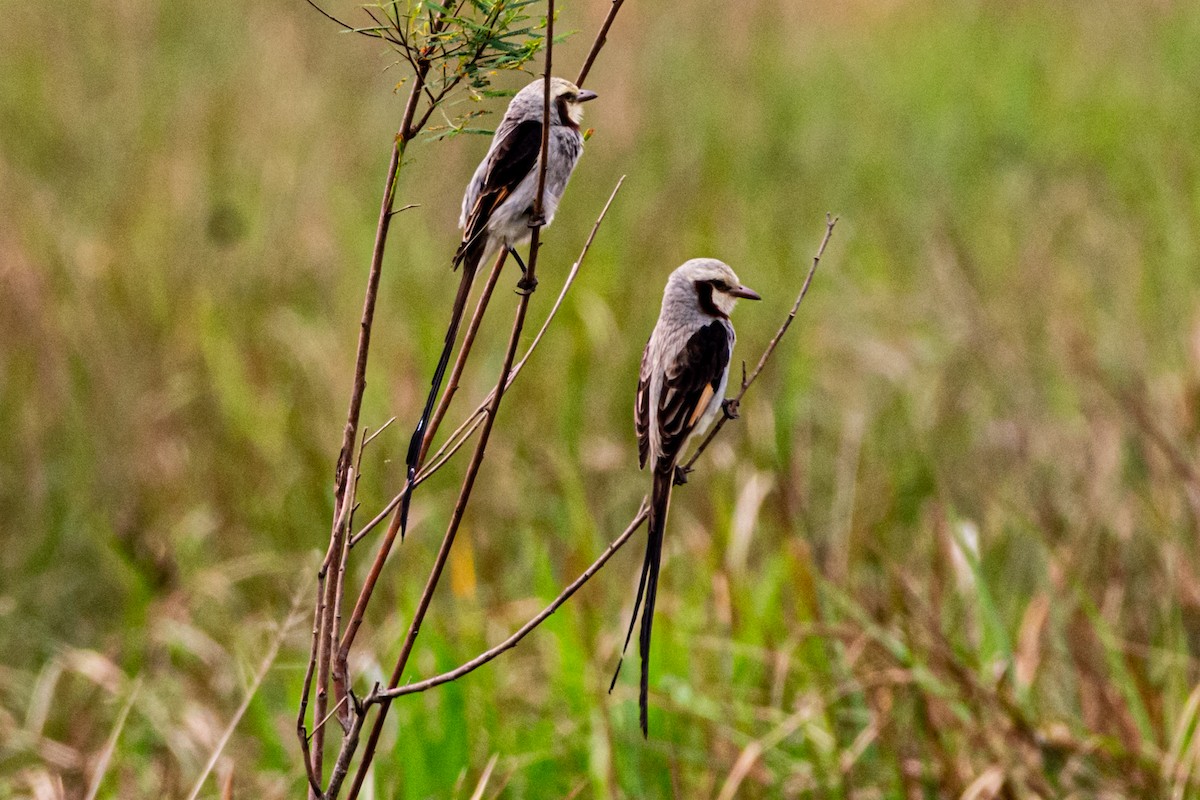 Streamer-tailed Tyrant - ML623967665