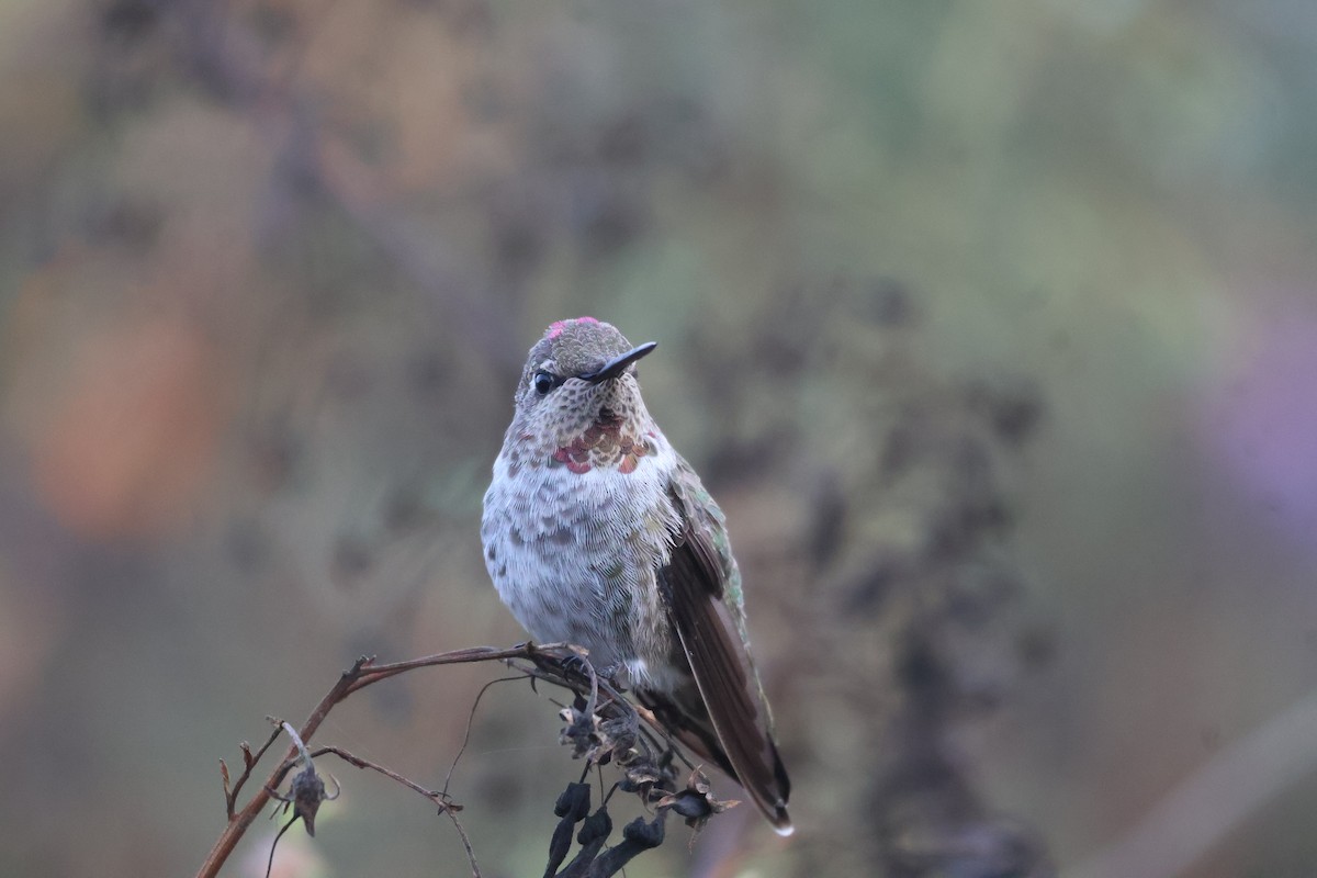 Anna's Hummingbird - ML623967668