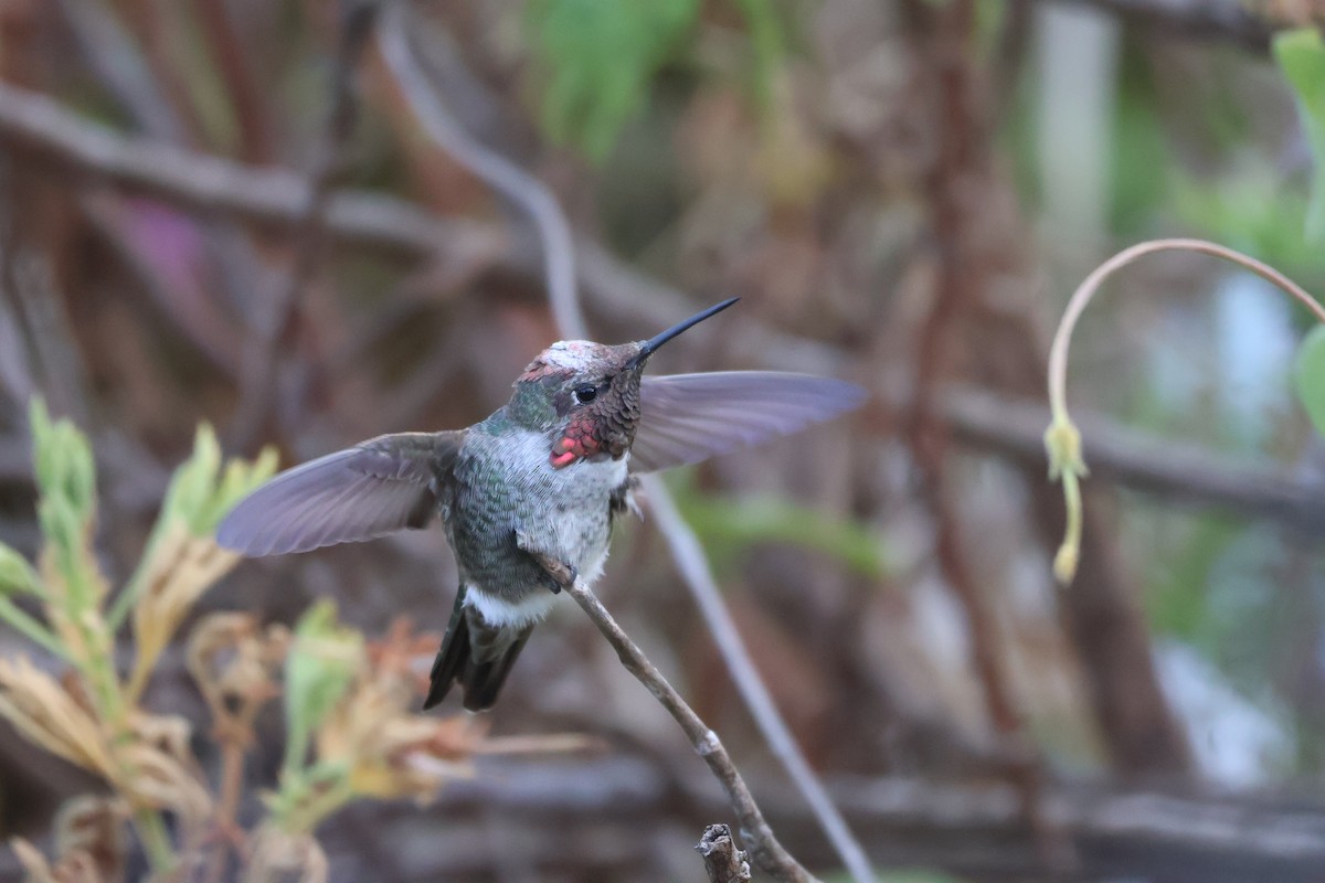 Anna's Hummingbird - ML623967669